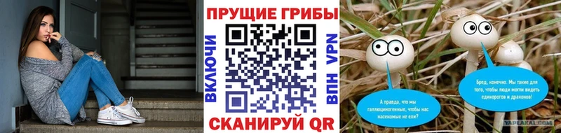 mega зеркало  площадка официальный сайт  Галлюциногенные грибы GOLDEN TEACHER  Махачкала 